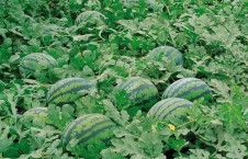 718吃瓜娱乐入口,带你领略热门话题新风向